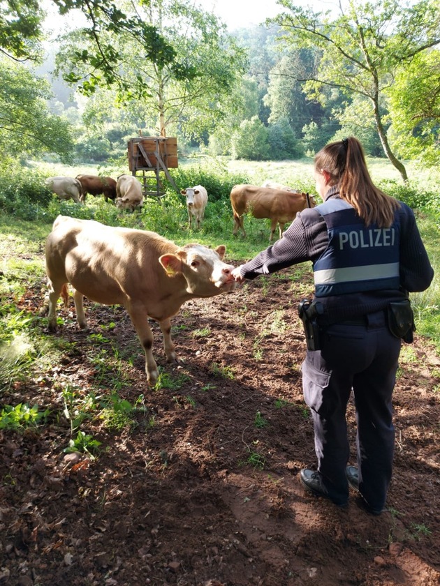 POL-PDPS: Lemberg - Kühe auf der Fahrbahn, Cowboys/Cowgirl bei der Polizei