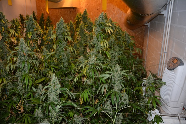 POL-WL: Polizei beschlagnahmte Cannabisplantage