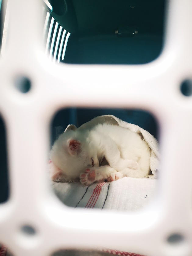 HZA-D: Zoll Düsseldorf stellt kranke Jungkatze sicher - Tierrettungsdienst verständigt / Reisender bringt kranke, ungeimpfte, vier Wochen junge Katze aus Tunesien mit nach Düsseldorf