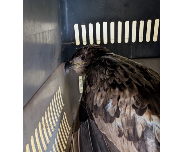 BPOL-FL: Seeadler aus den Gleisen geborgen