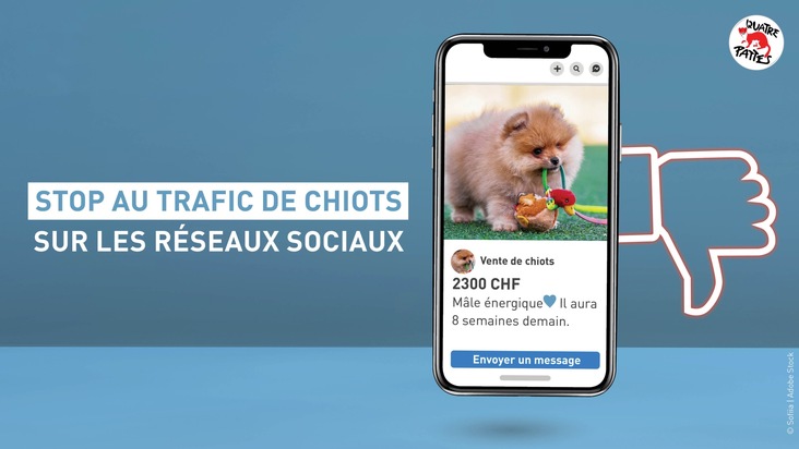 Le commerce cruel de chiots sur Facebook et Instagram est en plein essor