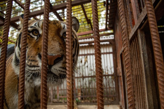 Ukraine: Misshandelter Tiger in niederländisches Grosskatzenschutzzentrum überstellt