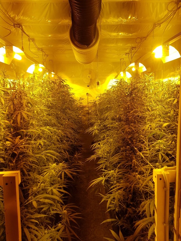 ZOLL-DD: Zollfahnder stellen im Raum Gera Cannabisplantage mit 2.000 Pflanzen sicher