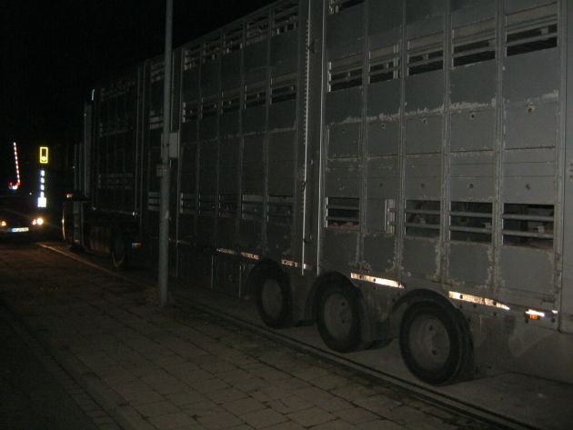 POL-WL: Wieder überladener Schweinetransport gestoppt