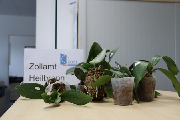 HZA-HN: Geschenksendung beschlagnahmt/ Artengeschützte Pflanzen per Post aus der Ukraine vom Zoll gestoppt