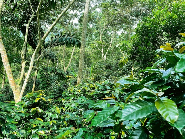 Naturnaher Chacra-Anbau schaftt Einkommen für Kaffeefamilien