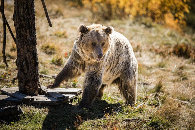 Erstmals in der Arosa Geschichte! Im Arosa Bärenland trafen heute vier Bären zusammen.