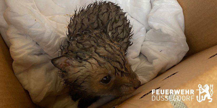 FW-D: Fuchsbaby saß im Garten fest - Feuerwehr brachte den erschöpften Vierbeiner in eine Tierklinik