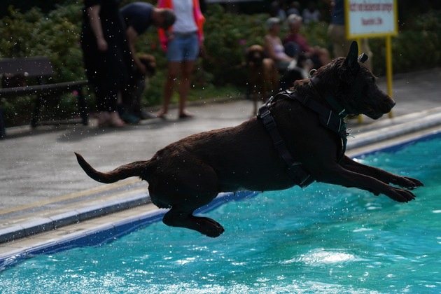 2. Hundebadetag im Waldfreibad Cuxhaven