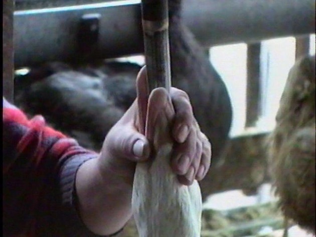 Les méthodes de production contraire au bien-être animal et interdites en Suisse seront déclarées