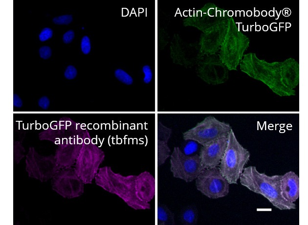 ChromoTek and Absolute Antibody Collaborate on Recombinant Engineered Antibodies
