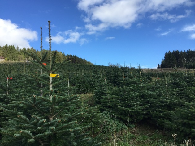 Der nachhaltige Weihnachtsbaum: Darauf ist zu achten