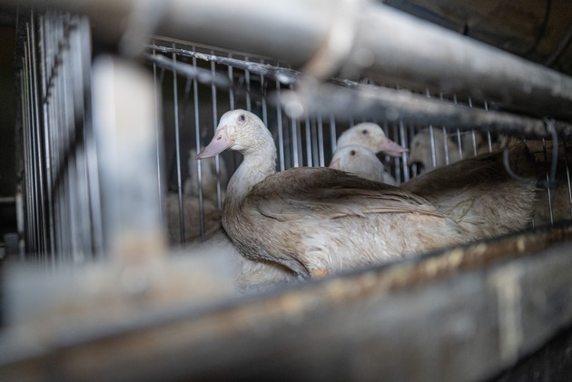 Foie gras Import 2023