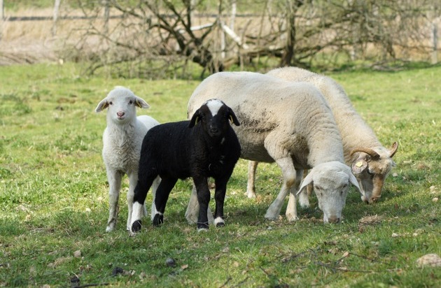 Verband der Zoologischen Gärten (VdZ): Landschaftspflege mit Schaf, Rind & Co.: Zoos mit alten Nutztierrassen im Einsatz für Europas Natur / Übergreifendes Symposium zur ökologischen Landschaftspflege in Kiel