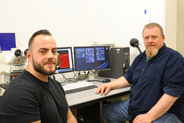 Ein Herz so groß wie ein Stecknadelkopf: Wissenschaftlerinnen und Wissenschaftler der Uni Osnabrück untersuchen Herzklappen von Fruchtfliegen