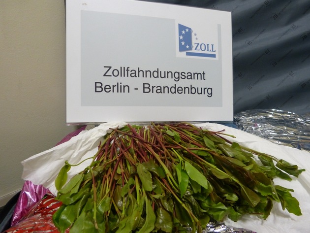 ZOLL-BB: Sieht aus wie Spinat, riecht übel, ist im Nachgang bitter
Zoll stellt rund 120 Kilo der Droge Khat am Flughafen Tegel - Berlin sicher