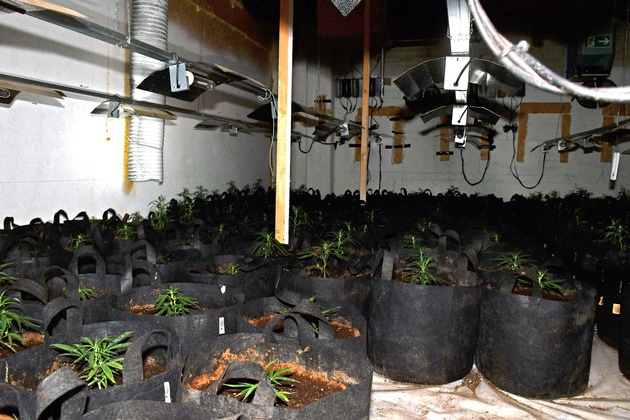 POL-ME: Illegale Cannabisplantage entdeckt: Polizei stellt rund 700 Pflanzen sicher - Mettmann - 2102020