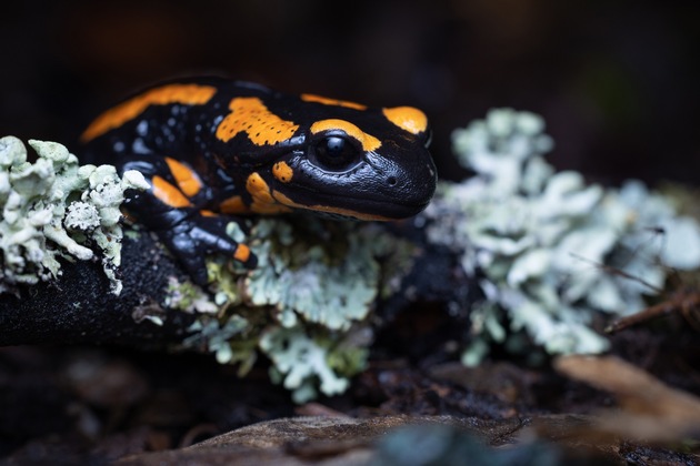 Engagiert für die Rettung des Feuersalamanders - Tagung des vom HLNUG geförderten Feuersalamander-Artenschutzprojekts an der JLU am 1. November 2025