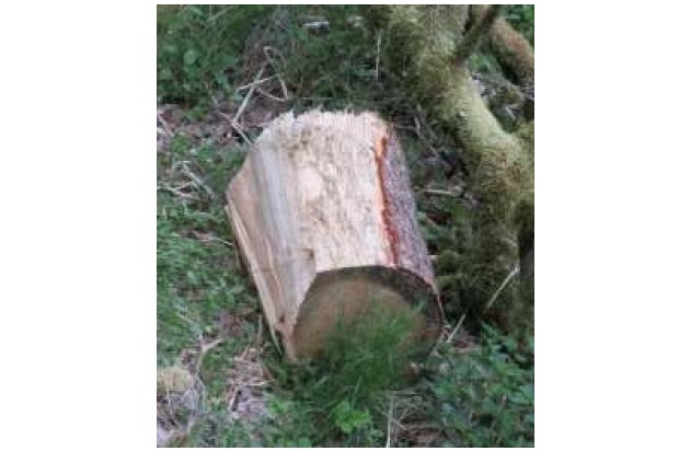 BPOL NRW: Unbekannte legen Baumstumpf auf die Gleise, Bundespolizei leitet Ermittlungen sein