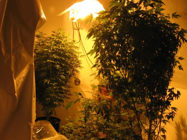 POL-GOE: (484/2012) Nach Fahrt unter Drogeneinfluss - Polizei durchsucht Wohnung mit richterlichem Beschluss und entdeckt professionelle Hanfplantage, 158 Pflanzen beschlagnahmt