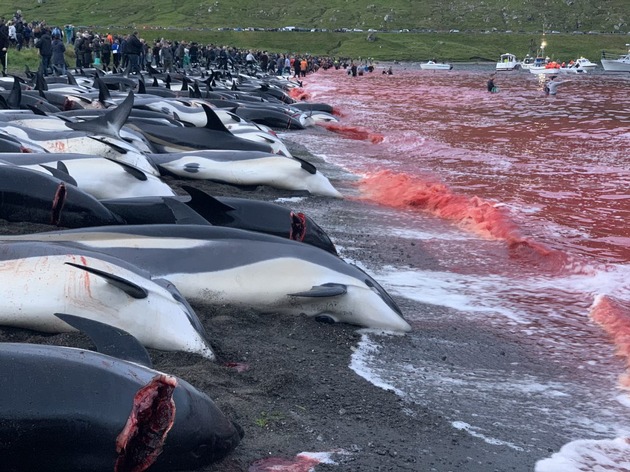 Grindadráp und Delfin-Jagd auf den Färöer-Inseln auf Hochtouren