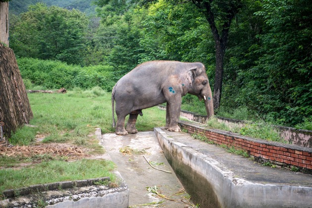 Pakistans letzter Asiatischer Elefant zieht Ende November nach Kambodscha