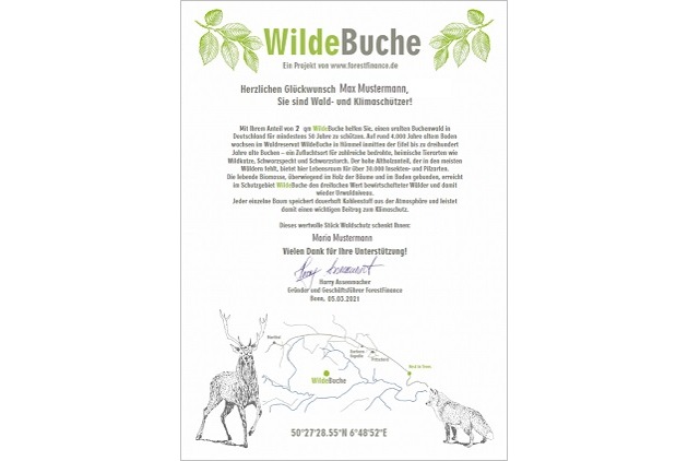 Urwüchsigen Wald in Deutschland bewahren: WildeBuche bei ForestFinance wieder verfügbar