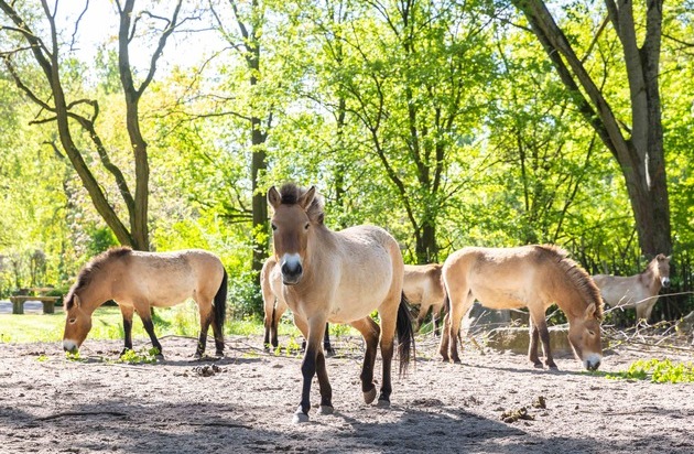 Verband der Zoologischen Gärten (VdZ): Dem Staatsziel Artenschutz verpflichtet: Wie Zoos die Biodiversität retten / VdZ-Jahrestagung und Zoo- und Wildtier-Forum