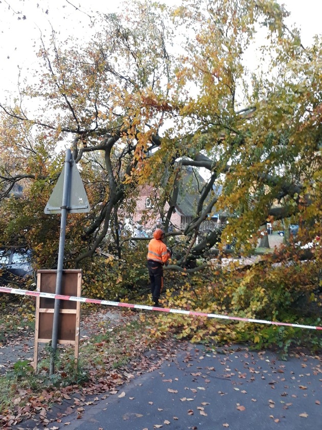 POL-STD: 20 Meter hoher Baum stürzt in Nottensdorf auf geparktes Auto - zum Glück niemand verletzt
