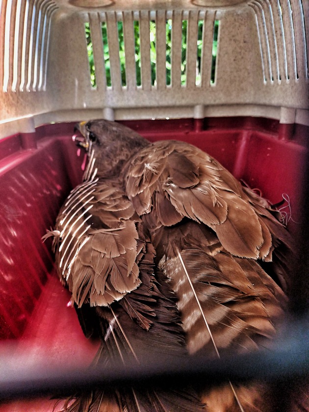 FW-NE: Greifvogel verfing sich in Angelschnur | Mäusebussard aus misslicher Lage gerettet
