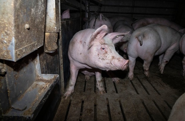 ANINOVA: Nach Aufdeckung von Tierquälerei: Amtsgericht Hameln verurteilt skrupellosen Schweinemäster zu hoher Geldstrafe & Vorstrafe - Veterinäramt spricht Tierhalteverbot aus