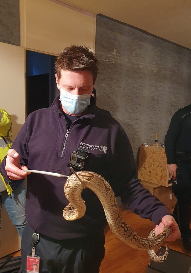 FW-D: Mitarbeiter des Ordnungsamtes der Stadt Dormagen entdecken zwei Würgeschlangen in leerstehender Wohnung - Feuerwehr Düsseldorf unterstützte mit Reptilienexperte vor Ort
