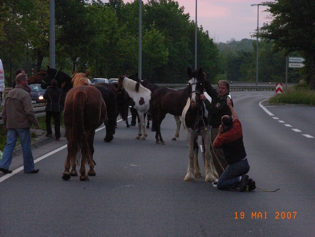 POL-HI: Pferdeflüsternder Polizeibeamter stoppt Ausflug einer reislustigen Herde