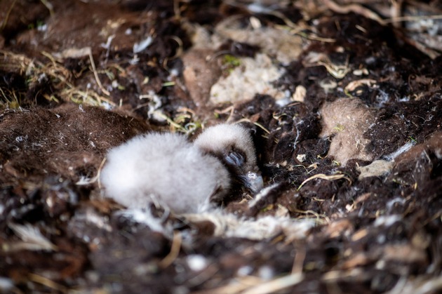 Bartgeierk&uuml;ken dank Unterst&uuml;tzung erfolgreich geschl&uuml;pft