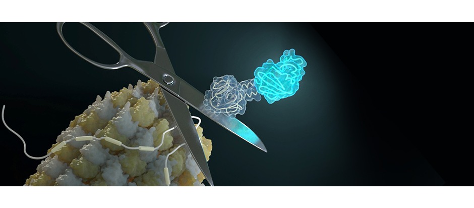 Neue Designer-Proteine machen Isoforme nichtinvasiv sichtbar