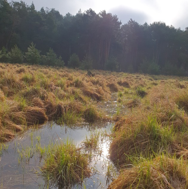 DBU: Mehr Tempo bei der Wiedervernässung – Welttag der Feuchtgebiete am 2. Februar