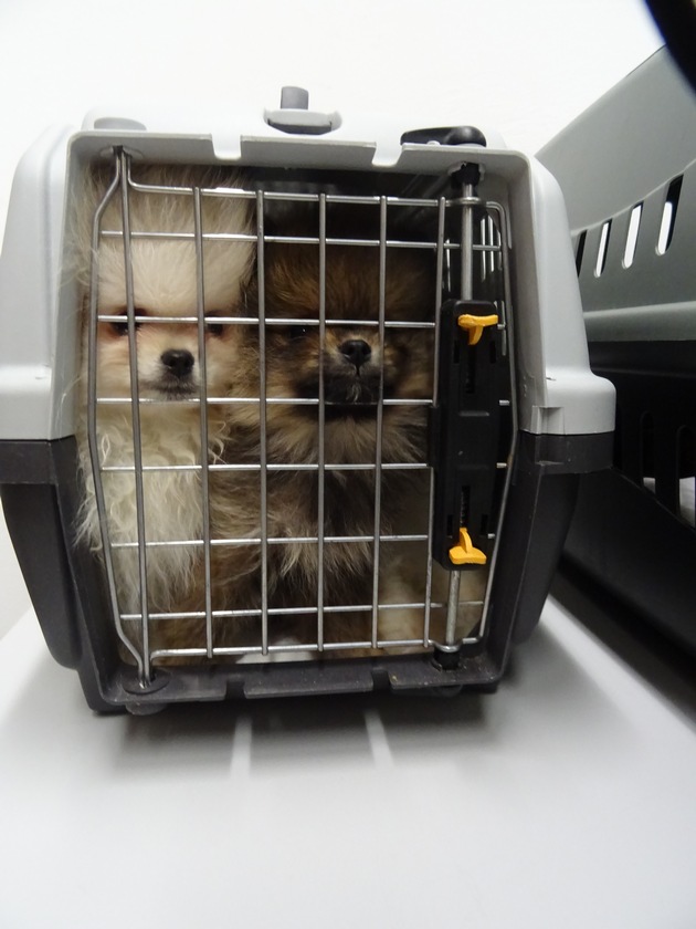 HZA-N: Geschmuggelte Hundewelpen auf Reisen