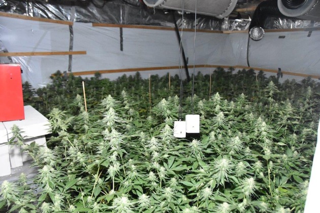 POL-REK: 180201-3: Cannabisplantagen in Hofanlage entdeckt- Polizei stellt zahlreiche Pflanzen sicher- Bergheim