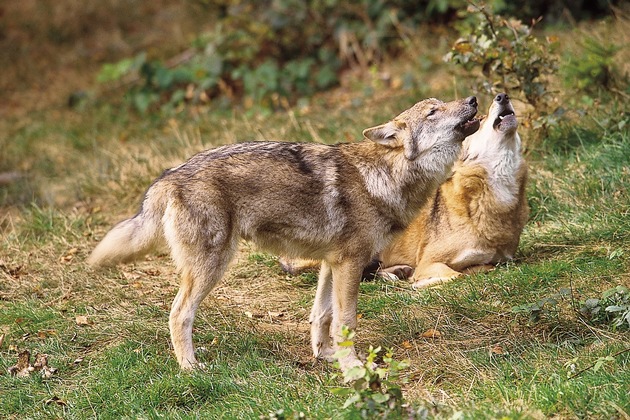 Schutzmaßnahmen wirken: Wolfszahlen in Westpolen entwickeln sich weiter positiv