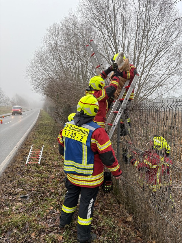 FW Reichenau: Schwan vom Bahndamm gerettet, Reichenau-Lindenb&uuml;hl, 20.01.2026
