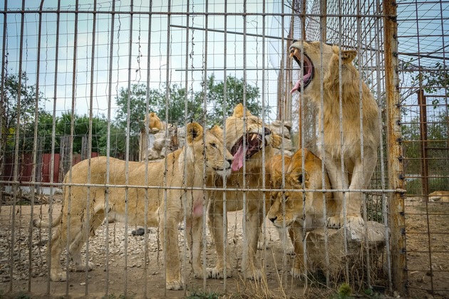 Rumänien: VIER PFOTEN rettet Sieben Löwen aus gefährlichen Haltungsbedingungen