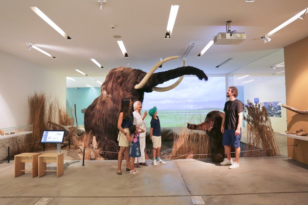 Sensationsfund aus Baden: Naturama zeigt Mammutzahn