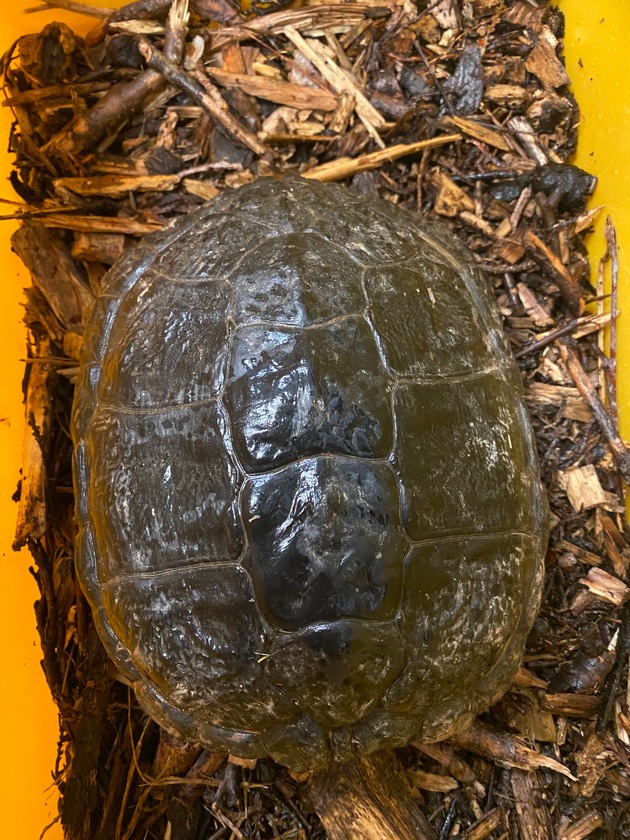 POL-OH: Wasserschildkr&ouml;te in Maberzell gefunden