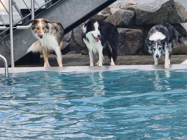 Hundeschwimmen beendet Freibadsaison.