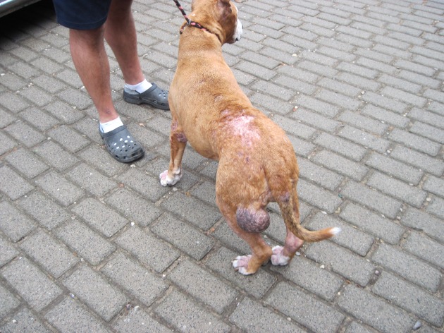 POL-SE: Staatsforst Rantzau - Hund mitten im Wald ausgesetzt, Polizei sucht Zeugen