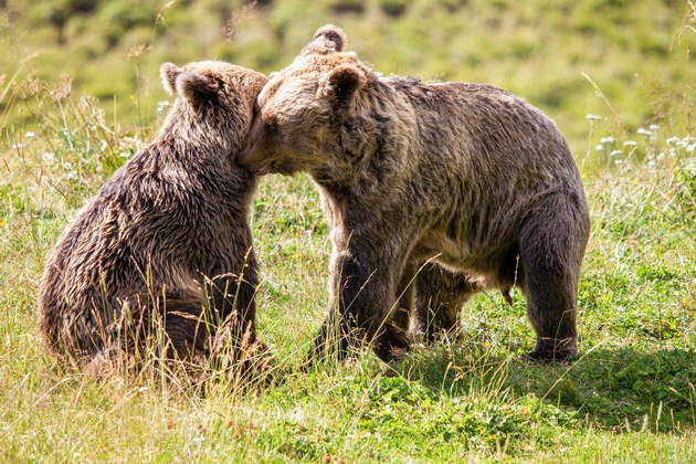 Geschwisterpaar darf sich im Arosa Bärenland neu kennenlernen