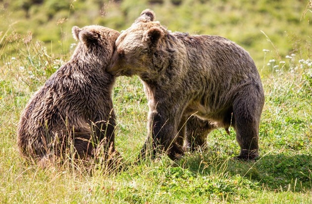 VIER PFOTEN - Stiftung für Tierschutz: Geschwisterpaar darf sich im Arosa Bärenland neu kennenlernen