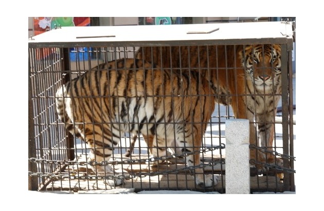 La vérité dévoilée: comment la &quot; Tiger Mafia &quot; en Asie et en Europe est impliquée dans le commerce de grands félins menacés d&#039;extinction