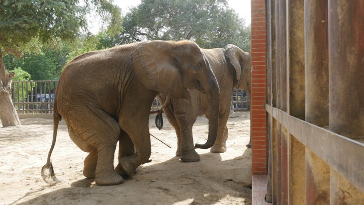 QUATRE PATTES au chevet de Noor Jehan, une éléphante du zoo de Karachi au Pakistan