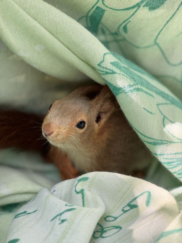 FW Lage: Eichhörnchen in Not - Feuerwehr rettet tierische Ausreißer aus misslicher Lage